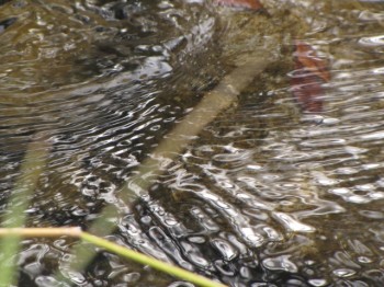 image0